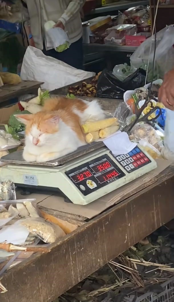 Logo - Breaking News: Kucing Menguasai Timbangan, Aktivitas Jual Beli Terganggu