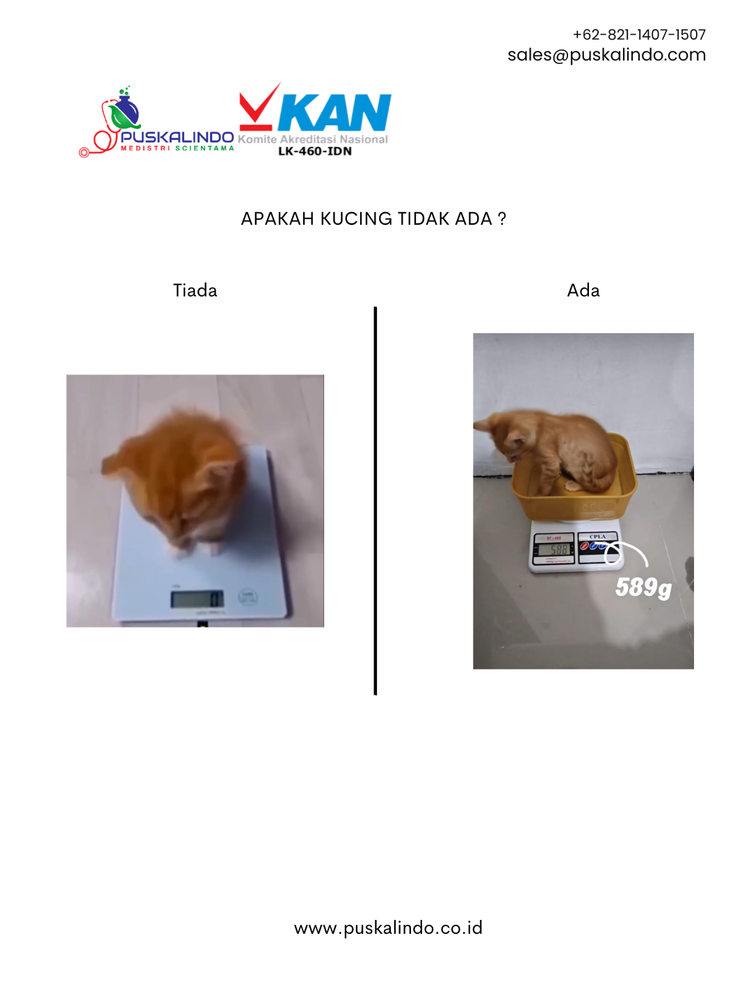 Logo - Berita Ringan: Angka Nol pada Timbangan, Apakah Kucing Tidak Ada?
